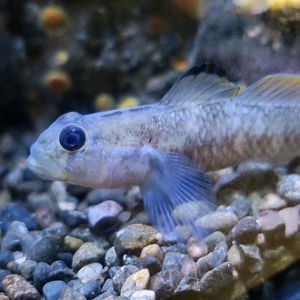Blackeye Goby (Rhinogobiops nicholsii)