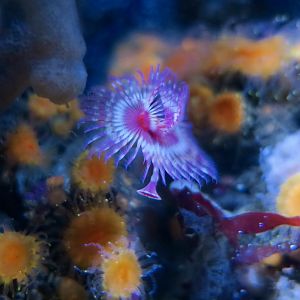 Calcareous Tubeworm (Serpula columbiana)