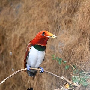 King Bird of Paradise