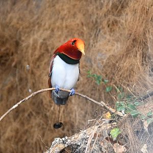 King Bird of Paradise