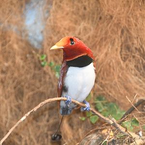King Bird of Paradise