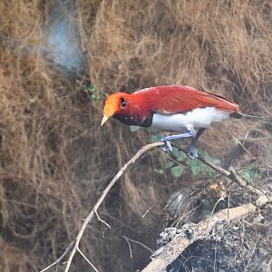 King Bird of Paradise
