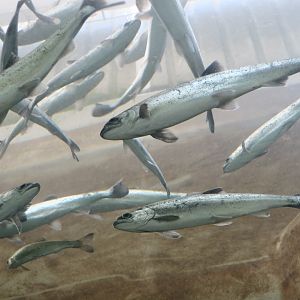 Chinook Salmon (Oncorhynchus tshawytscha) juveniles