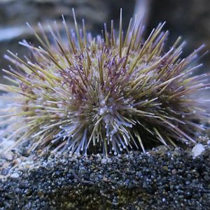 Green Sea Urchin (Strongylocentrotus droebachiensis)