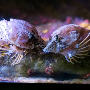 Grunt Sculpin (Rhamphocottus richardsonii)