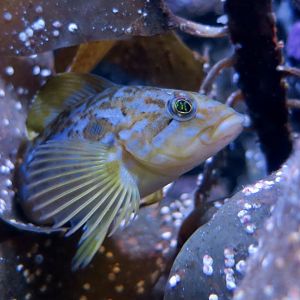 Kelp Greenling (Hexagrammos decagrammus) young