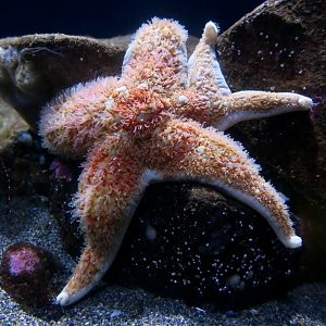 Leather Star (Dermasterias imbricata)