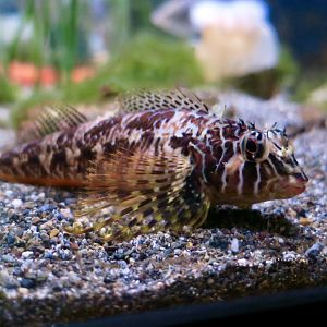 Longfin Sculpin (Jordania zonope)