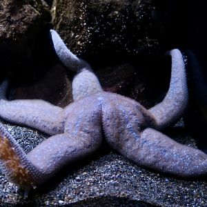 Mottled Sea Star (Evasterias troschelii)