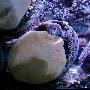 Northern Abalone (Haliotis kamtschatkana)