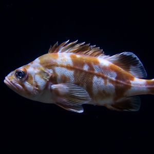 Redbanded Rockfish (Sebastes babcocki) juvenile