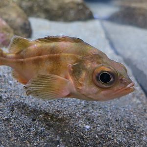 Splitnose Rockfish (Sebastes diploproa)