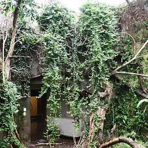 Lesser Bird of Paradise exhibit