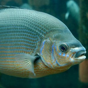 Striped Surfperch (Embiotoca lateralis)