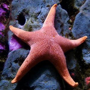 Vermilion Sea Star (Mediaster aequalis)