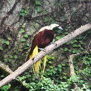 Lesser Bird of Paradise