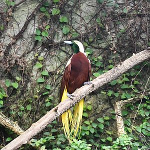 Lesser Bird of Paradise