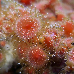 Strawberry Corallimorpharian (Corynactis californica)