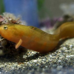 Crescent Gunnel (Pholis laeta)