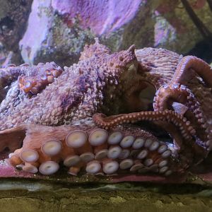 Giant Pacific Octopus (Enteroctopus dofleini)