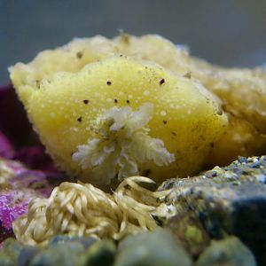 Monterey Sea Lemon Nudibranch (Doris montereyensis)