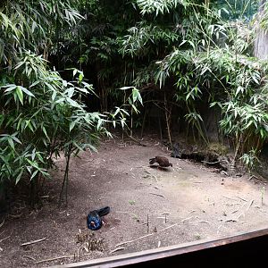 Edward's Pheasant exhibit