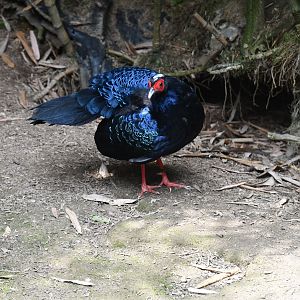Edward's Pheasant