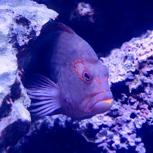 Arc-Eye Hawkfish (Paracirrhites arcatus)