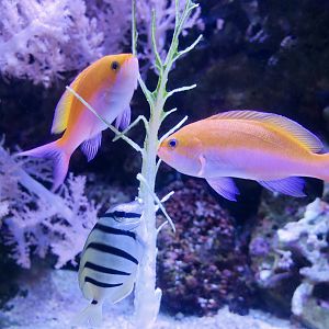 Bicolor Anthias (Nemanthias bicolor) and Convict Surgeonfish (Acanthurus triostegus)