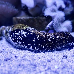 Black Sea Cucumber (Holothuria atra)