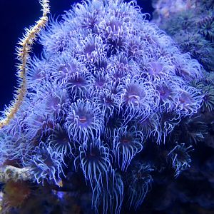Black Sun Coral (Tubastraea micranthus)