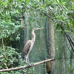 Purple Heron