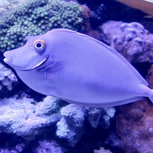 Bluespine Unicornfish (Naso unicornis)