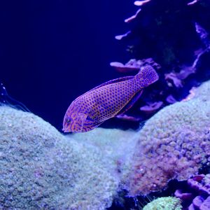 Potter's Leopard Wrasse/Geoffroy's Wrasse (Macropharyngodon geoffroyi)