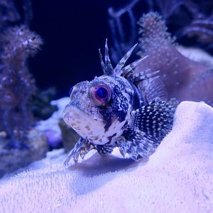 Hawaiian Green Lionfish (Dendrochirus barberi)