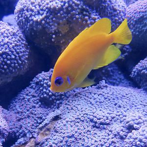 Lemonpeel Angelfish (Centropyge flavissima)