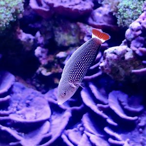 Red Tail Wrasse (Anampses chrysocephalus)
