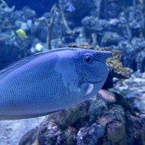 Short-Nosed Unicornfish (Naso brevirostris)