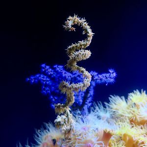 Spiral Wire Coral (Cirrhipathes spiralis)