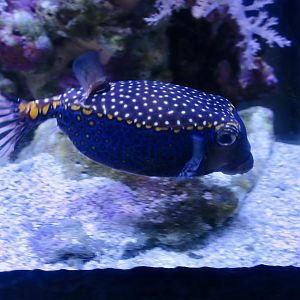 Spotted Boxfish (Ostracion meleagris)
