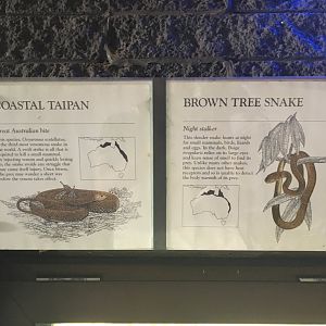 Costal Taipan & Brown Tree Snake