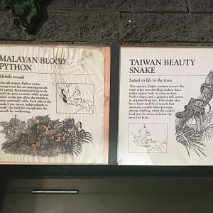 Malayan Blood Python & Taiwan Beauty Snake