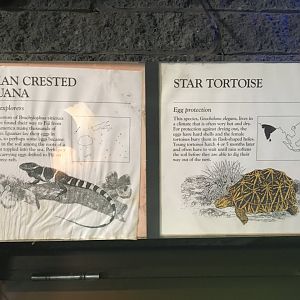 Fijian Crested Iguana & Star Tortoise
