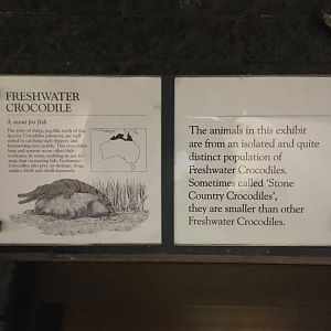 Freshwater Crocodile