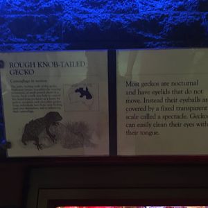 Rough Knob-Tailed Gecko