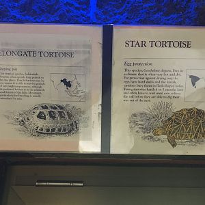 Elongate Tortoise & Star Tortoise