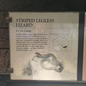 Striped Legless Lizard