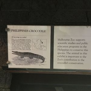 Philippines Crocodile