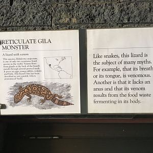 Reticulate Gila Monster