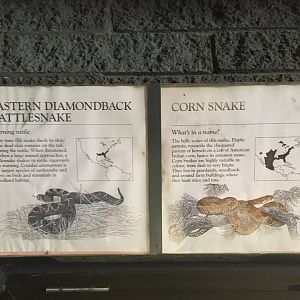Eastern Diamondback Rattlesnake & Corn Snake